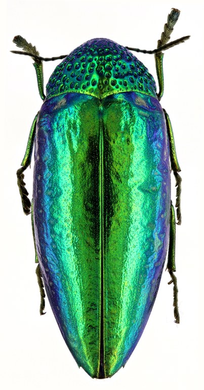 Sternocera ruficornis 51212zs28.jpg Sternocera ruficornis 51212zs28.jpg