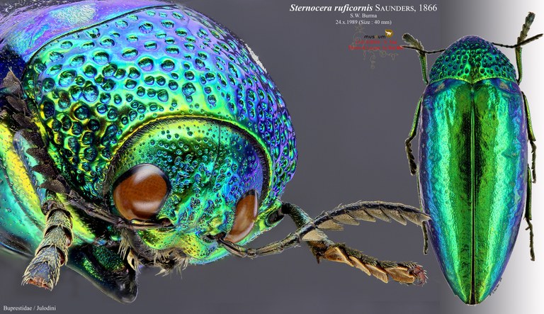 Sternocera ruficornis.jpg Sternocera ruficornis.jpg