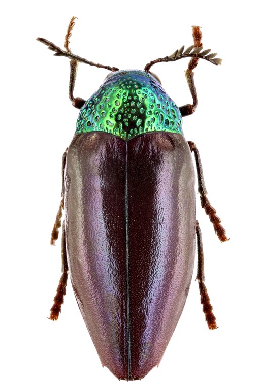 Sternocera sternicornis orientalis 56954zs71.jpg Sternocera sternicornis orientalis 56954zs71.jpg