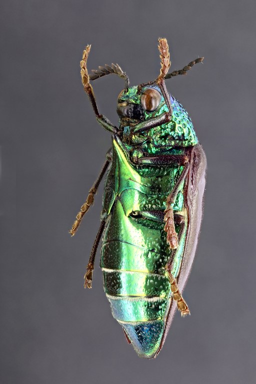 Sternocera sternicornis orientalis 56973zs90.jpg Sternocera sternicornis orientalis 56973zs90.jpg