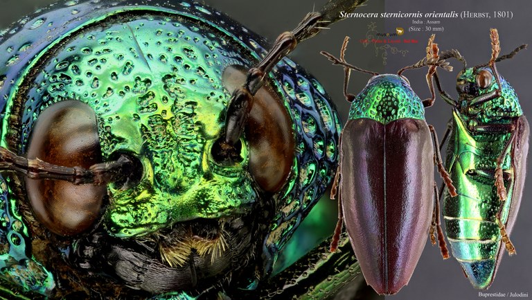 Sternocera sternicornis orientalis.jpg Sternocera sternicornis orientalis.jpg
