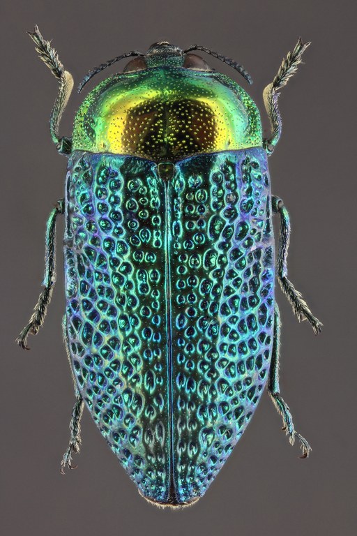 Stigmodera gratiosa 57284zs02.jpg Stigmodera gratiosa 57284zs02.jpg