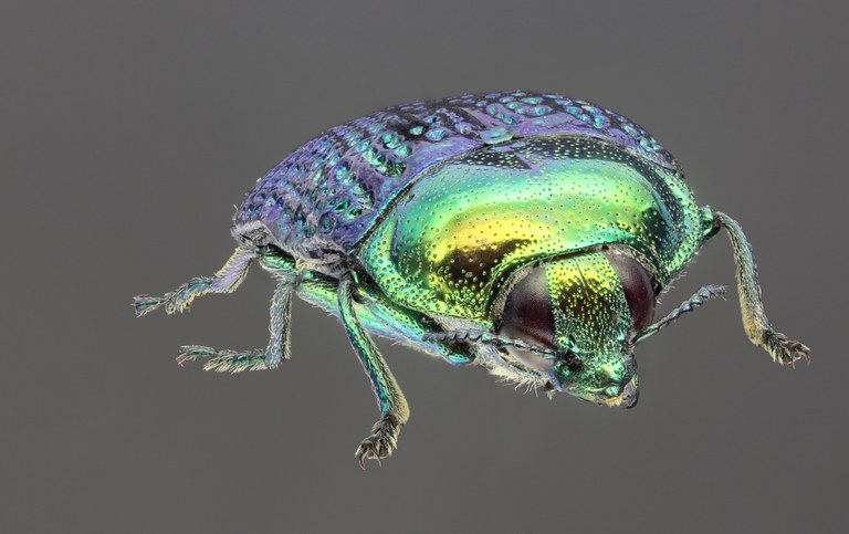 Stigmodera gratiosa 57303zs45.jpg Stigmodera gratiosa 57303zs45.jpg