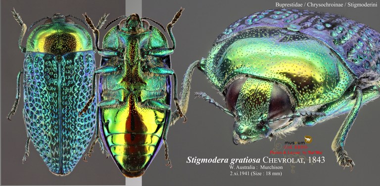 Stigmodera gratiosa.jpg Stigmodera gratiosa.jpg
