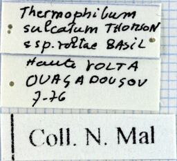 Termophilum sulcata voltae Labels.jpg