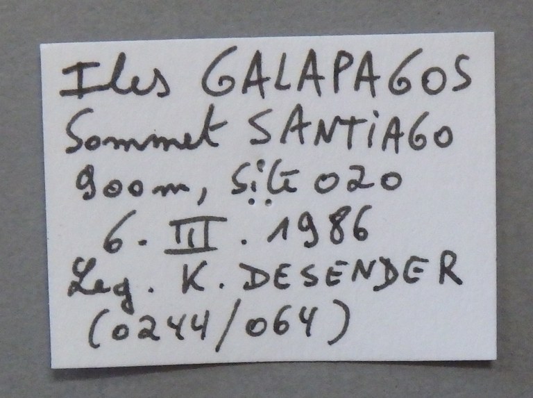 Calosoma (Castrida) galapageium Lb.JPG
