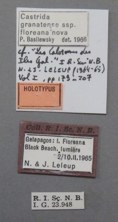 Calosoma (Castrida) granatense floreana ht Lb.JPG