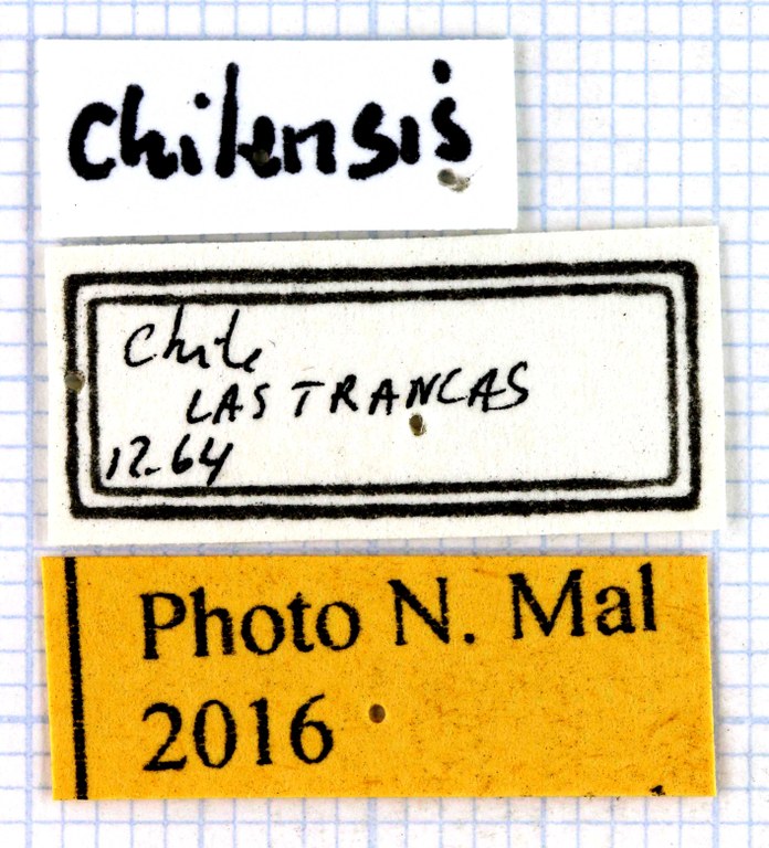 Ceroglossus chilensis.jpg