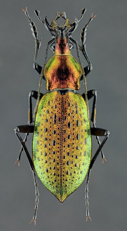 Coptolabrus smaragdinus m 41118zs34.JPG