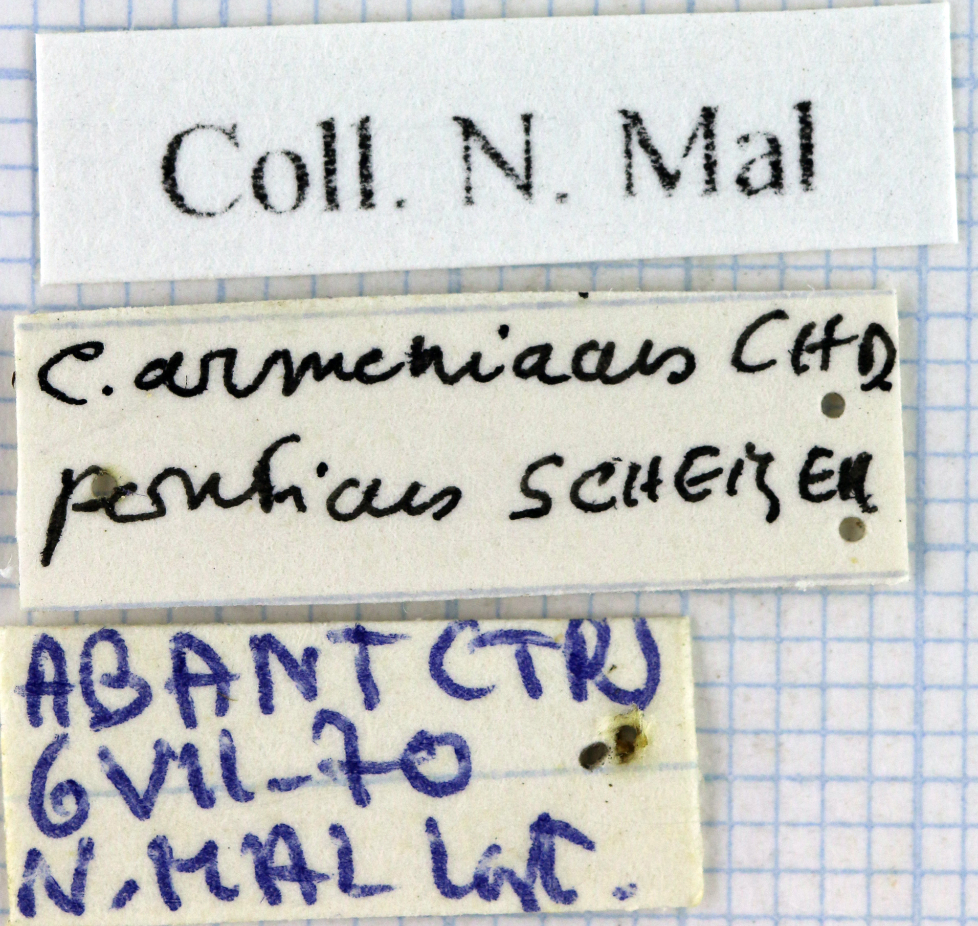 Cychrus armeniacus ponticus 44411.jpg