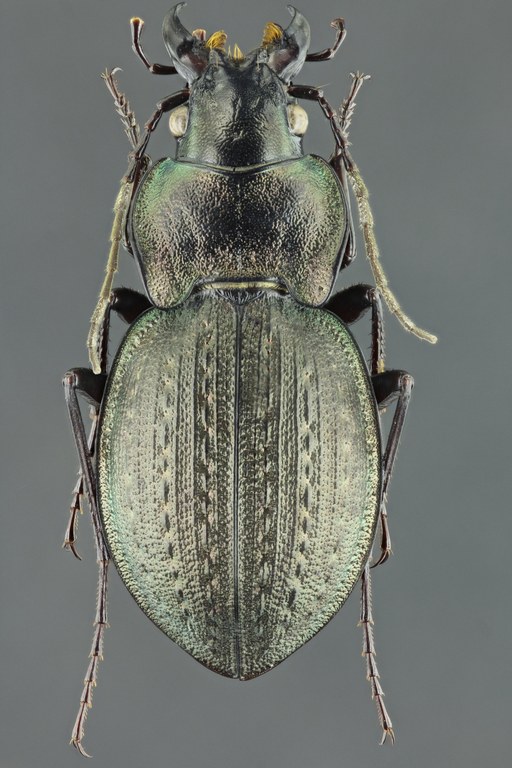 Mesocarabus lusitanicus antiquus 43195zs11.jpg