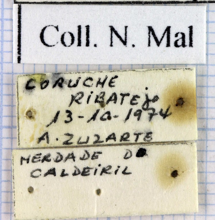 Mesocarabus lusitanicus antiquus 43270.jpg