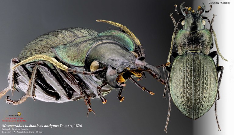 Mesocarabus lusitanicus antiquus.jpg