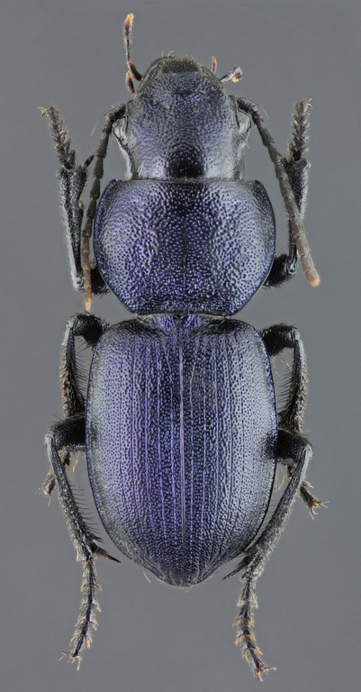 Pachycarus (Mystropterus) cyaneus 45807zs37.jpg