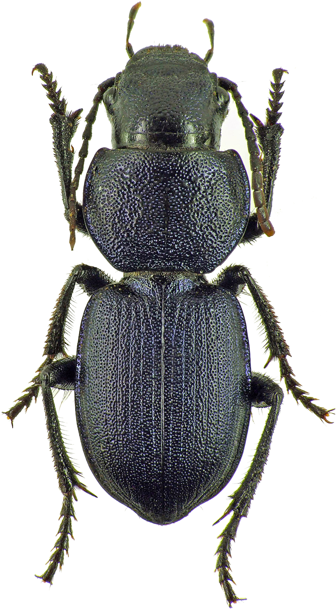 Pachycarus (Mystropterus) cyaneus 7832cz36.jpg