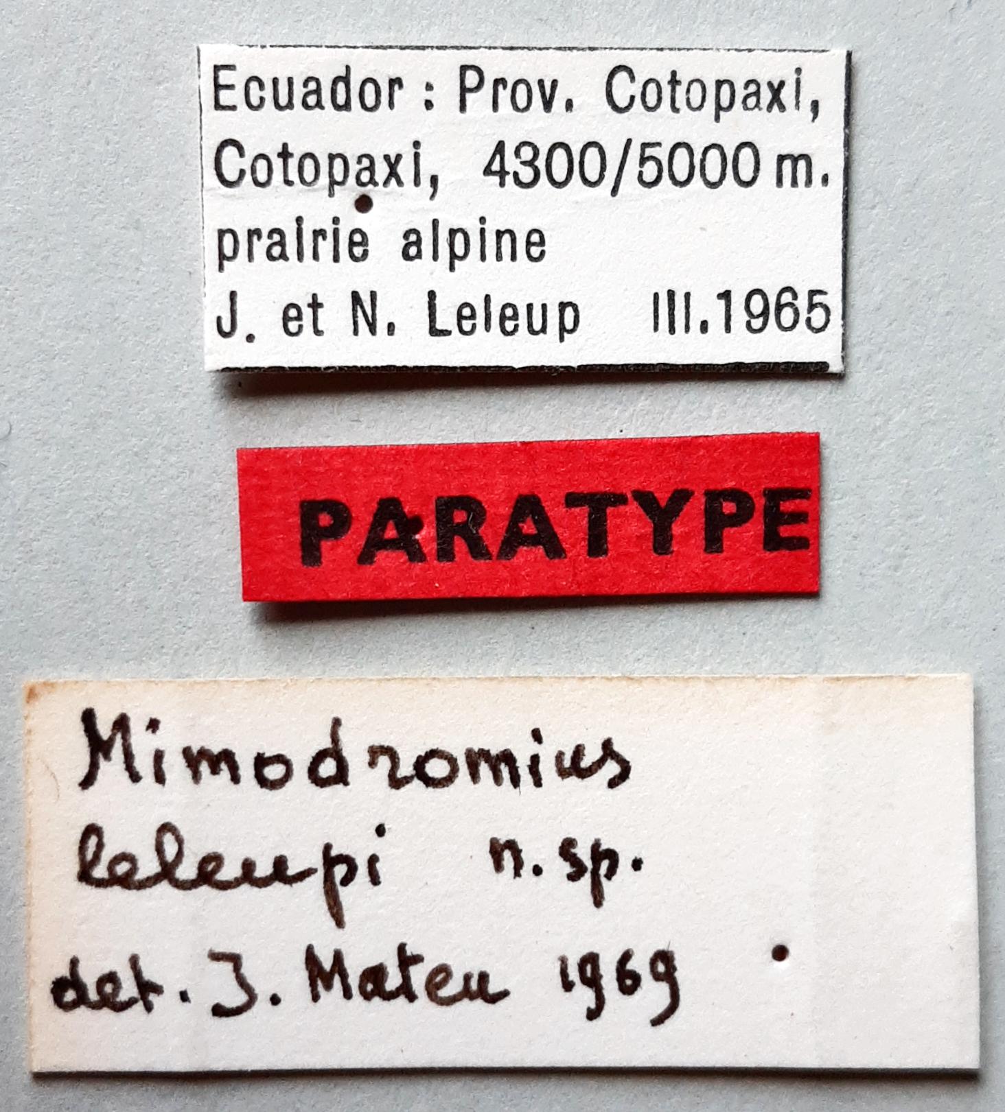 Mimodromius leleupi Pt labels