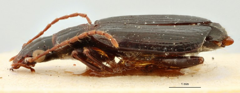Mimodromius leleupi Pt L