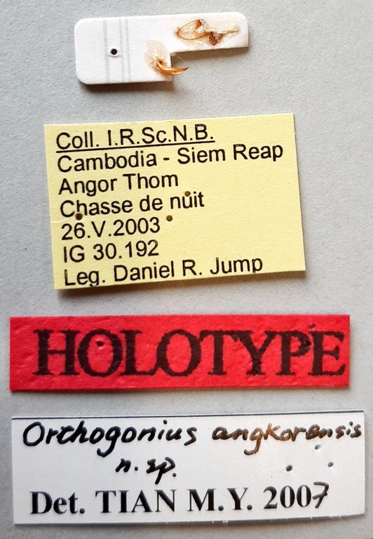 Orthogonius angkorensis Ht labels