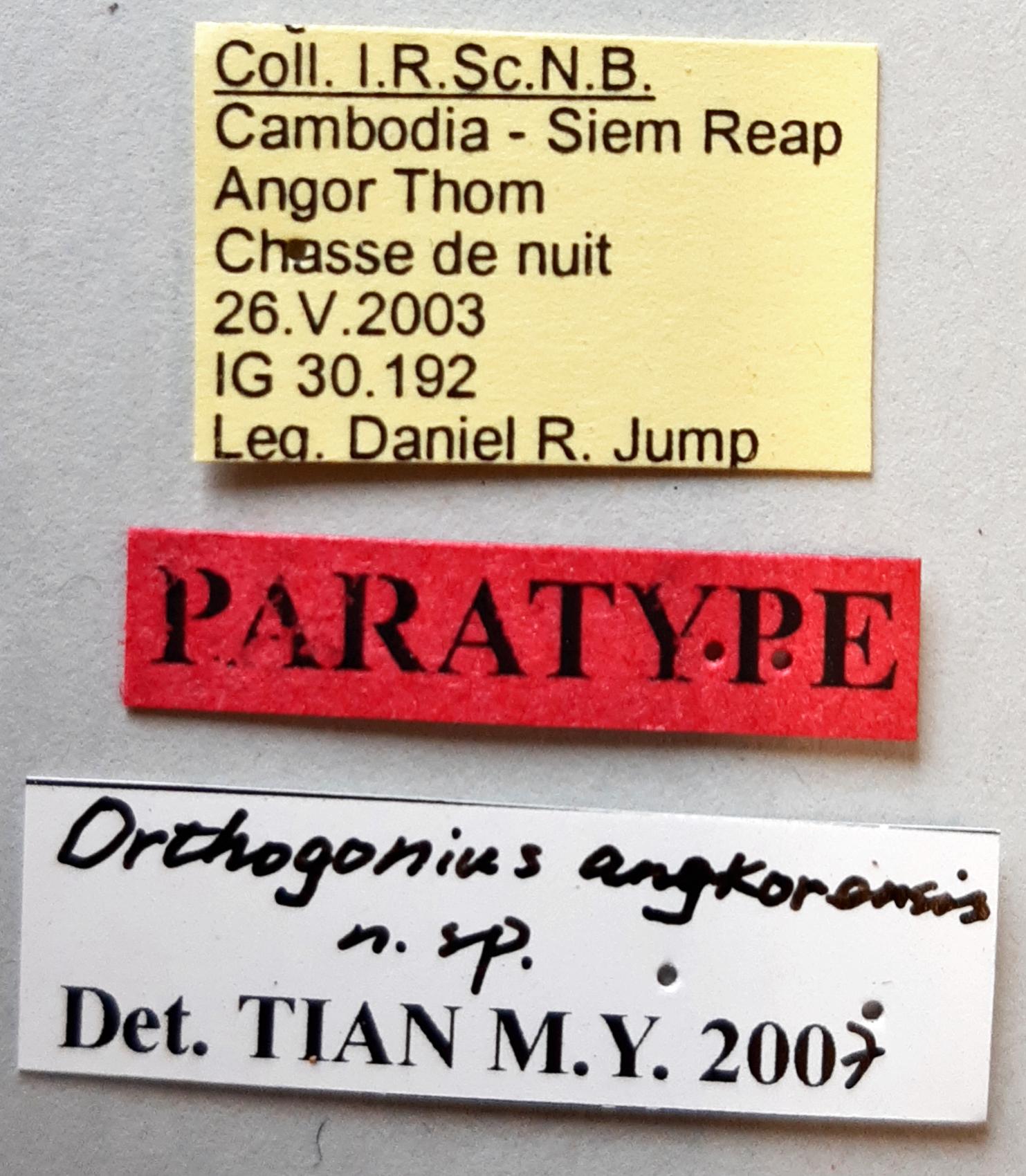 Orthogonius angkorensis Pt labels