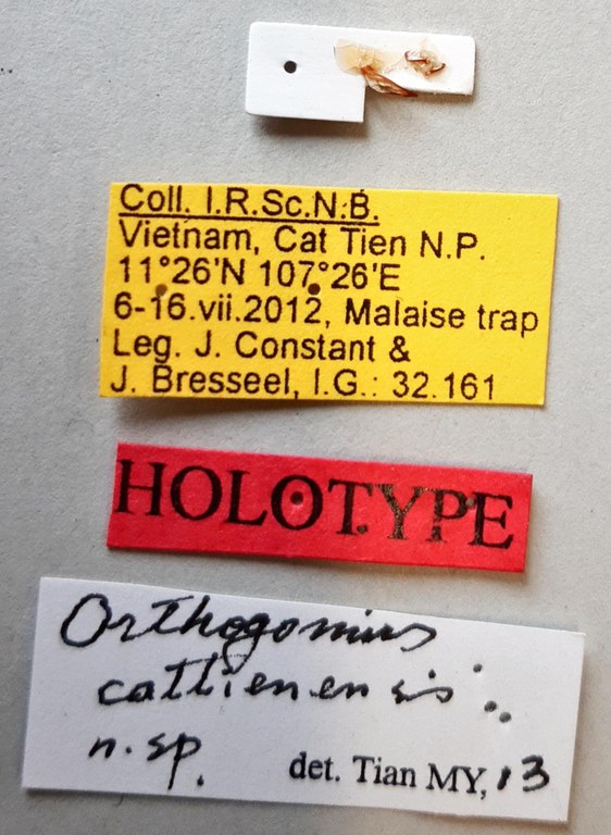 Orthogonius cattienensis Ht labels