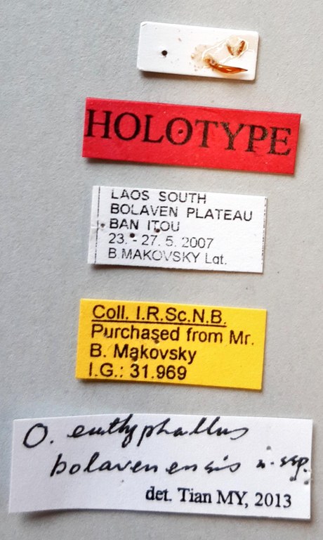 Orthogonius euthyphallus bolavenensis Ht labels