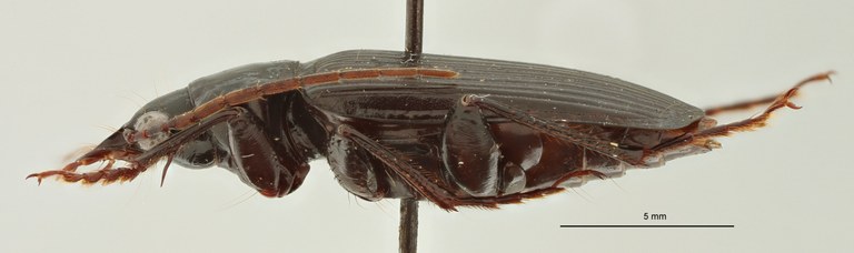 Orthogonius euthyphallus bolavenensis Ht L
