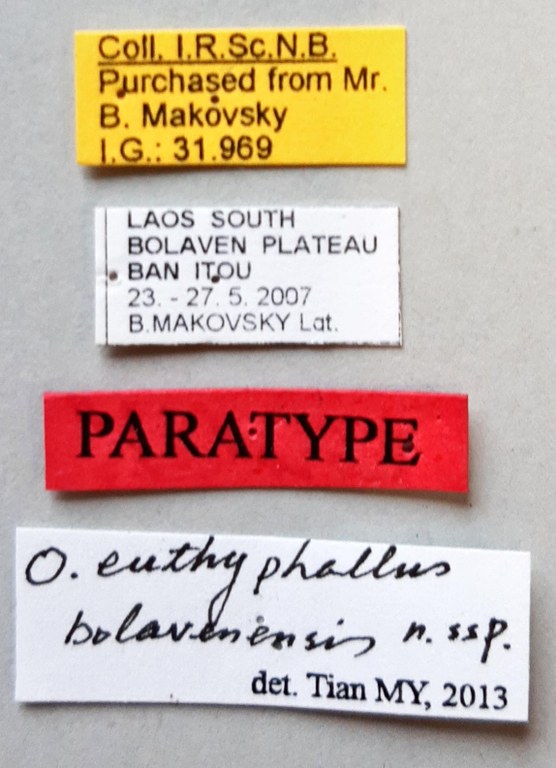 Orthogonius euthyphallus bolavenensis Pt labels