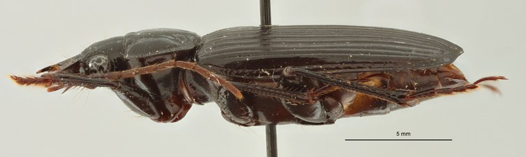 Orthogonius euthyphallus bolavenensis Pt L