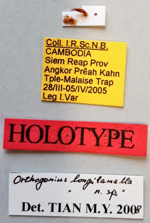 Orthogonius longilamella Ht labels