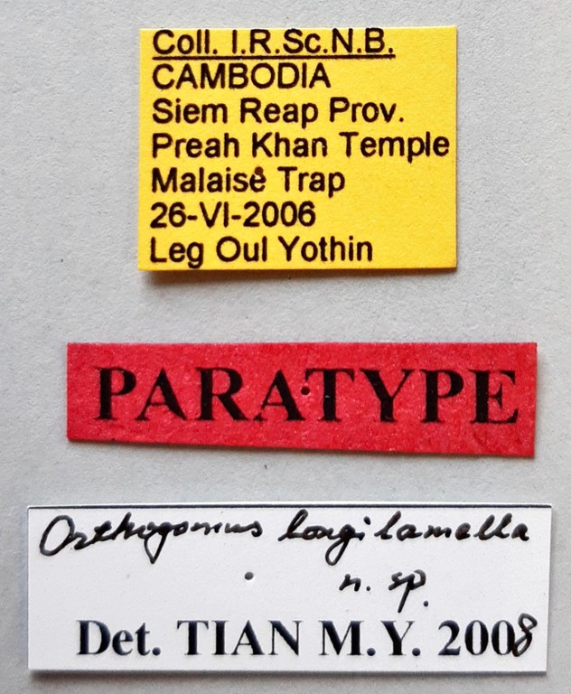 Orthogonius longilamella Pt labels