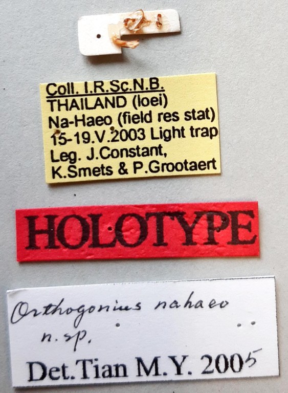 Orthogonius nahaeo Ht labels