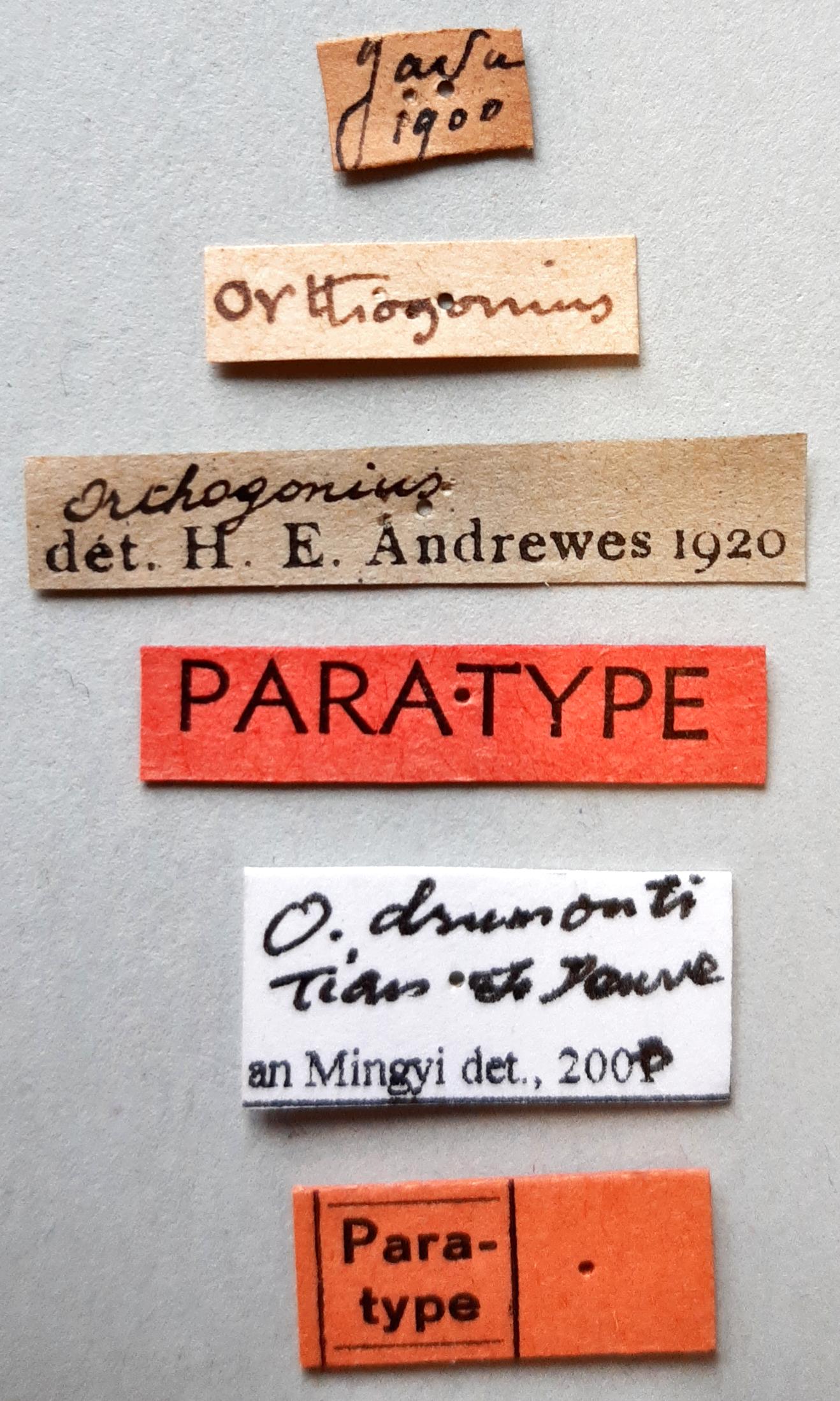 Orthogonius drumonti Pt labels