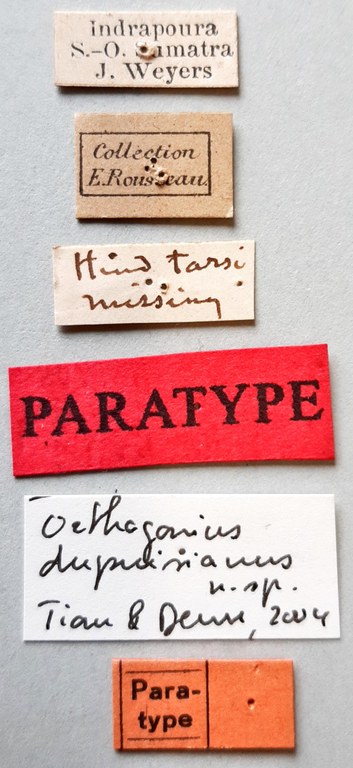Orthogonius dupuisianus Pt labels