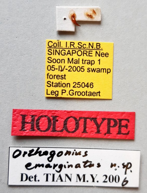 Orthogonius emarginatus Ht labels