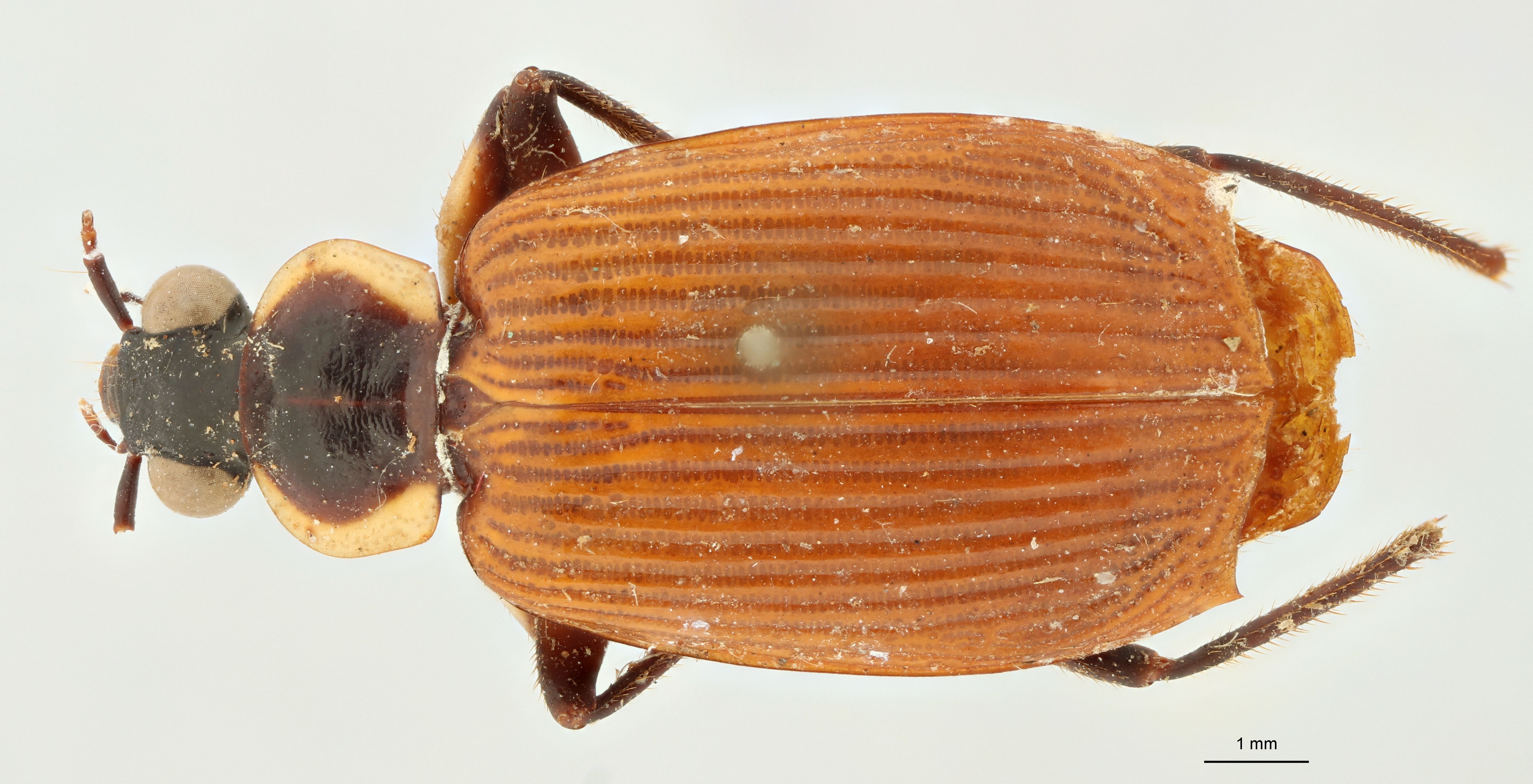 Scalidion goebeli st D