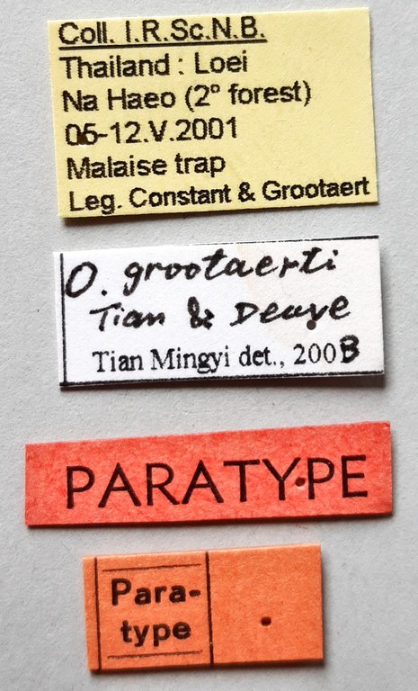 Orthogonius grootaerti Pt labels