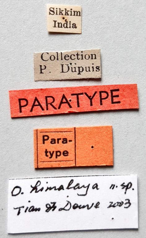 Orthogonius himalaya Pt labels