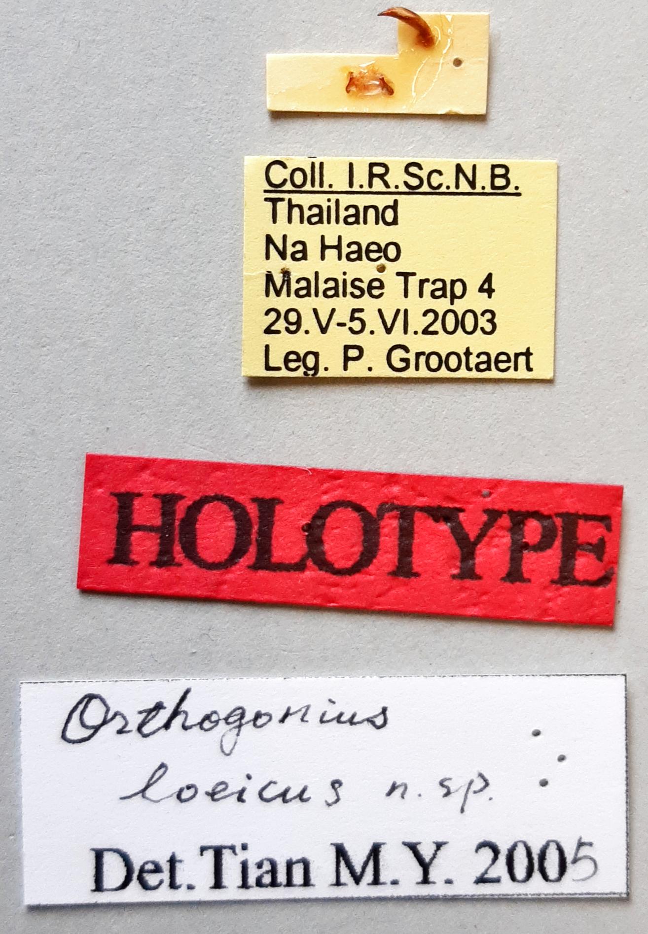 Orthogonius loeicus Ht labels