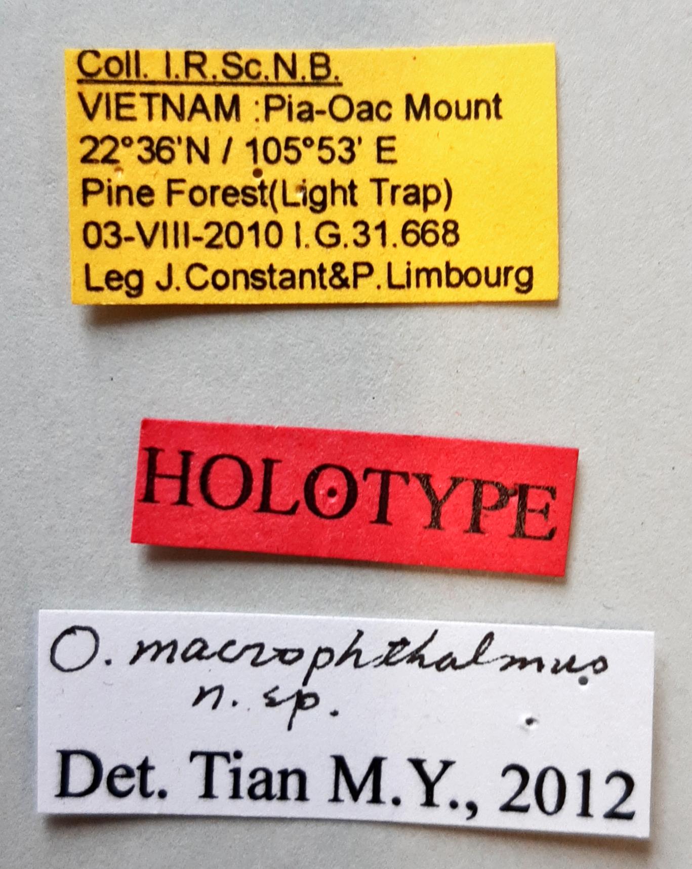 Orthogonius macrophtalmus Ht labels