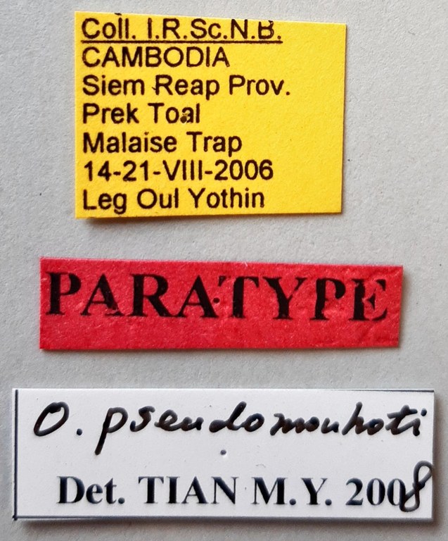 Orthogonius pseudomouhoti Pt labels