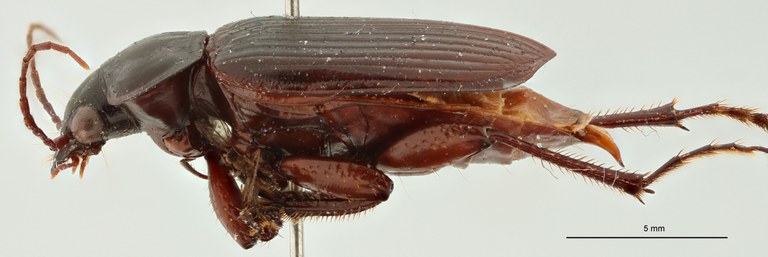 Orthogonius pseudomouhoti Pt L
