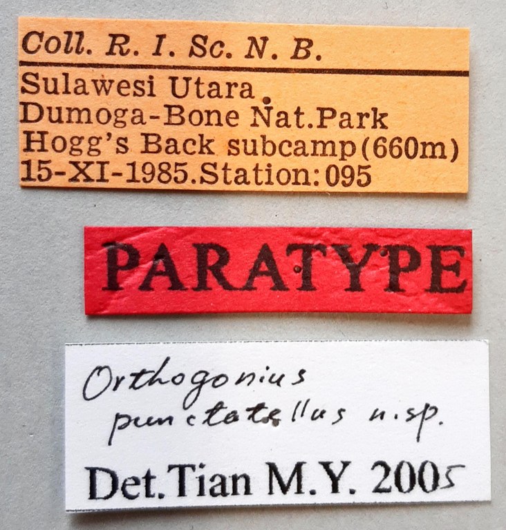 Orthogonius punctatellus Pt labels