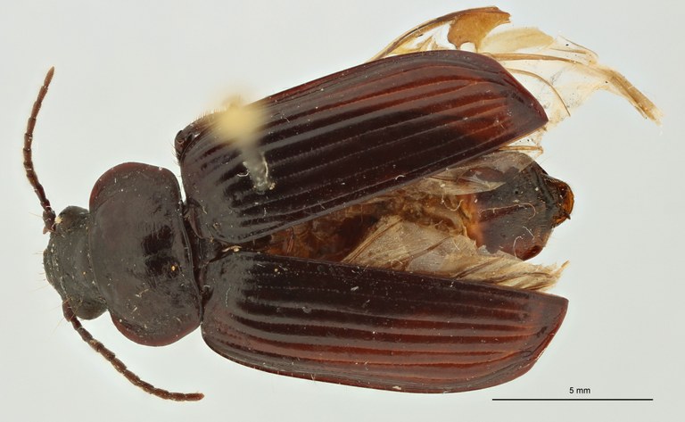 Orthogonius punctatellus Pt D