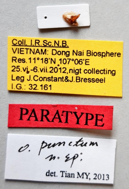 Orthogonius punctum Pt labels