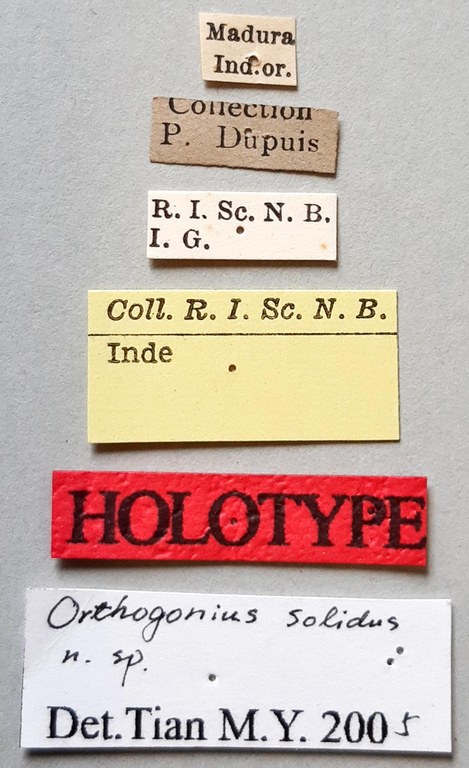 Orthogonius solidus Ht labels