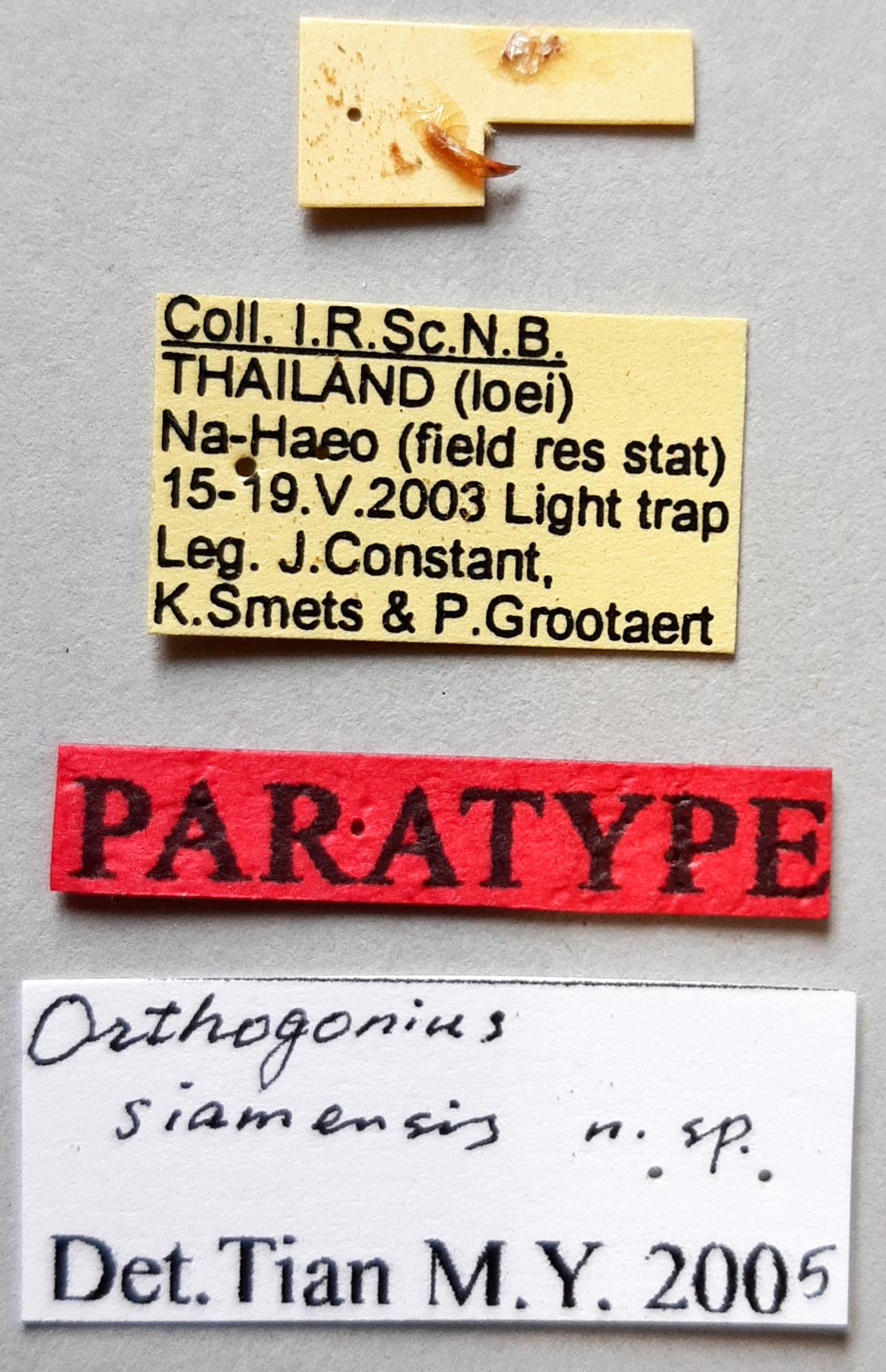 Orthogonius siamensis Pt labels