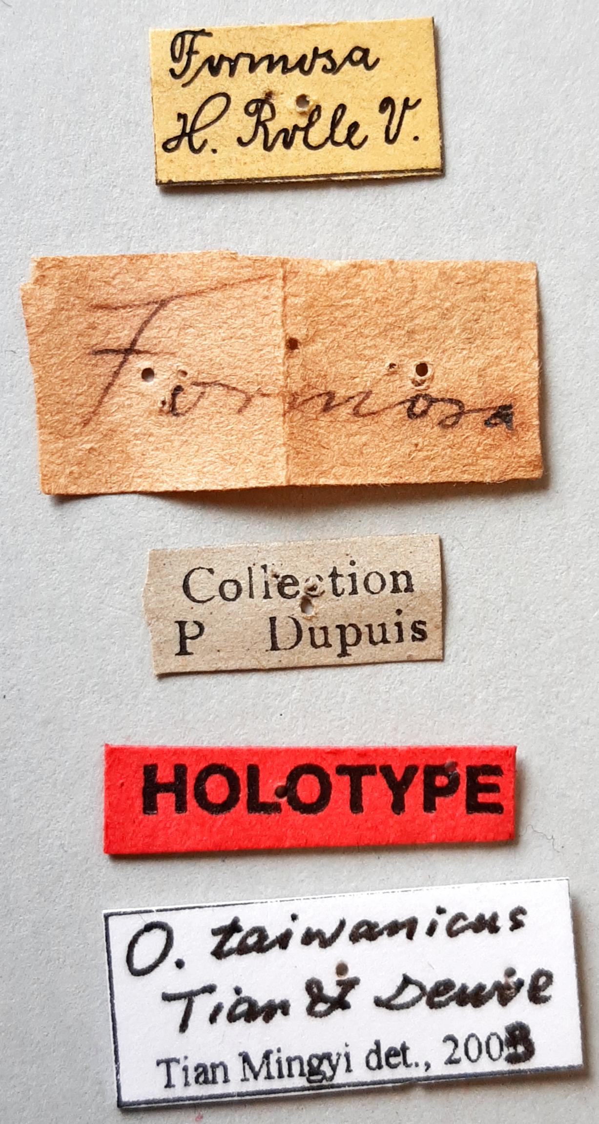 Orthogonius taiwanicus Ht labels