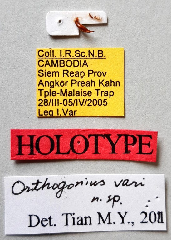 Orthogonius vari Ht labels