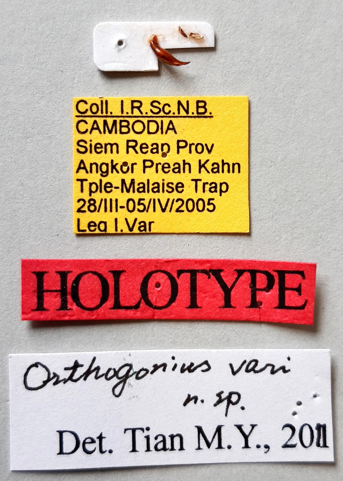 Orthogonius vari Ht labels