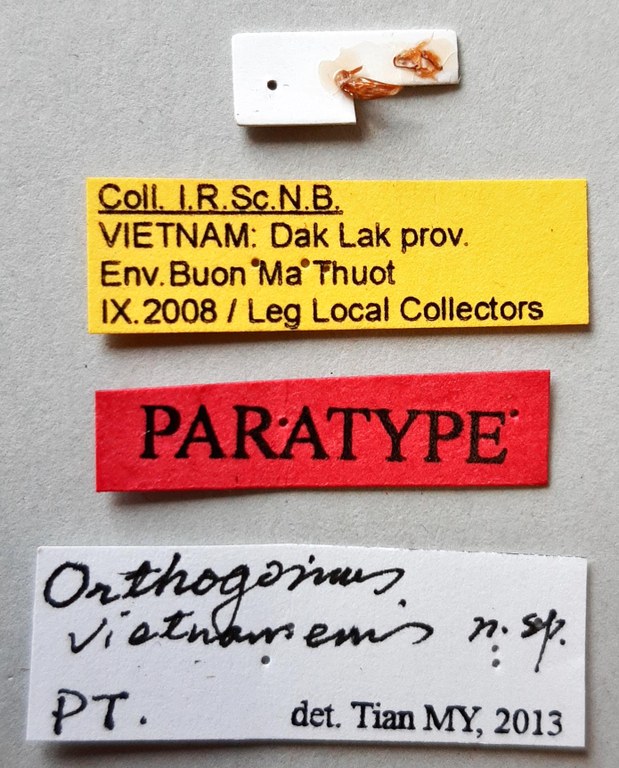 Orthogonius vietnamensis Pt labels